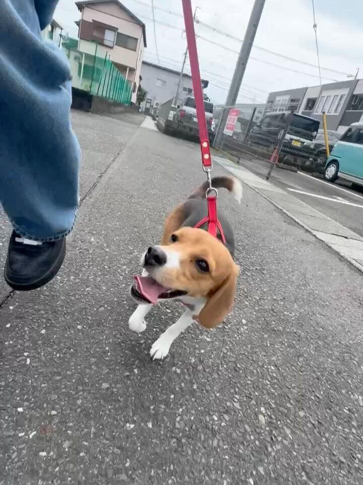 オートラデューノ『フラット7藤枝店』です🚘🐾